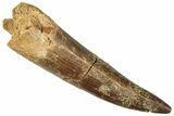 Fossil Plesiosaur (Zarafasaura) Tooth - Morocco #296330-1